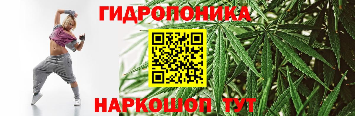 Канабис сатива Печора